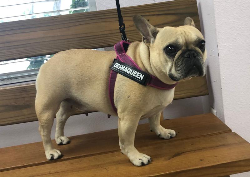 Animal Health Care Clinic Clearwater veterinary hospital